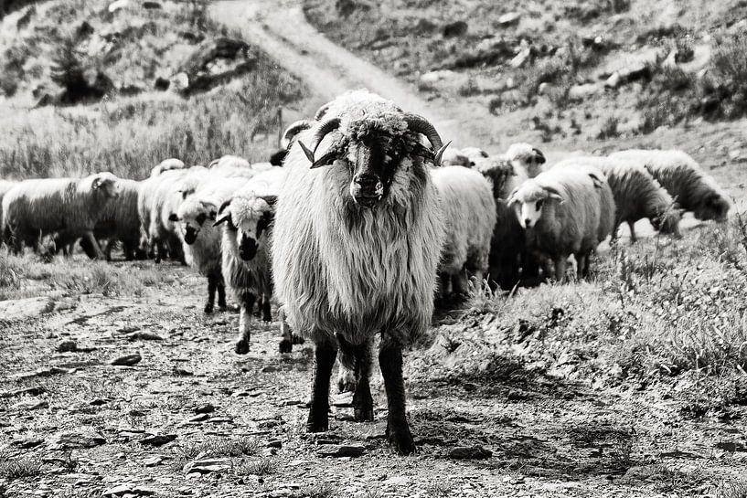 Schafe von Lisette Sloet