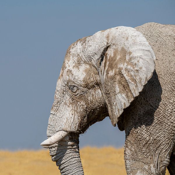 Éléphant sauvage par Omega Fotografie