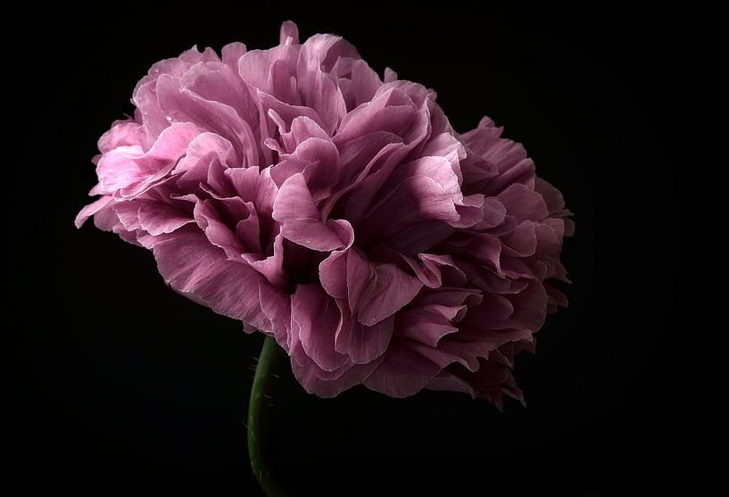 Poppy by Lotte Grønkjær