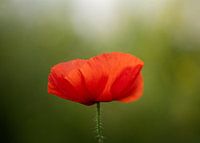 Mohn