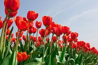 Tulipes rouges sur fond de ciel bleu clair