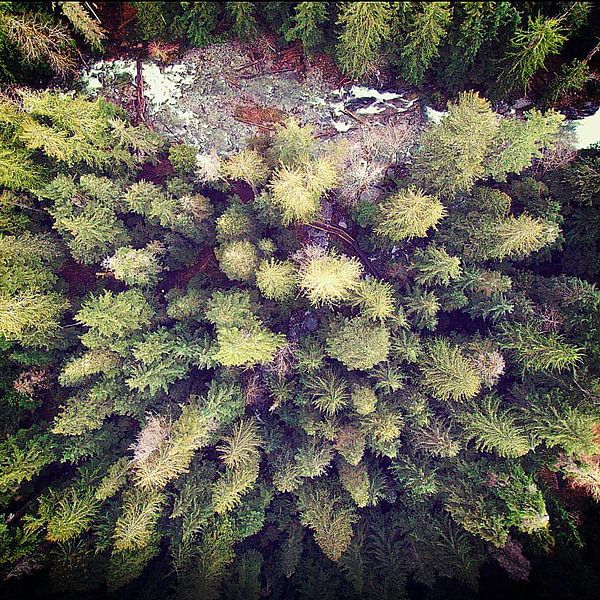 Aerial Wilderness van Robin Dickinson