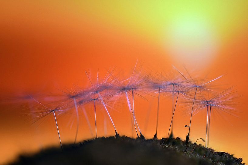 Dandelion mini landscap by appie bonis