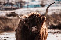 Grand géant sympathique