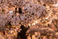 Les Japonais s'épanouissent dans l'Amsterdamse Bos.