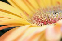 Yellow gerbera