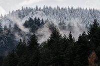 Schwarzwald im Winter