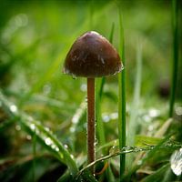 Nog kleiner dan een grassprietje.