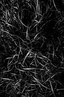 Black-White Grass abstract
