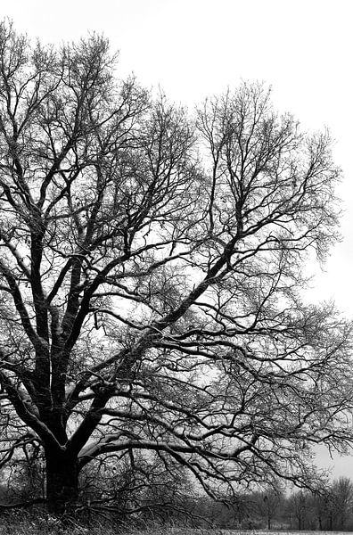 Tree in winter by Thomas Jäger