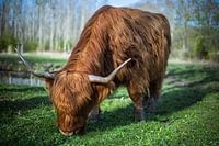 Schottischer Highlander