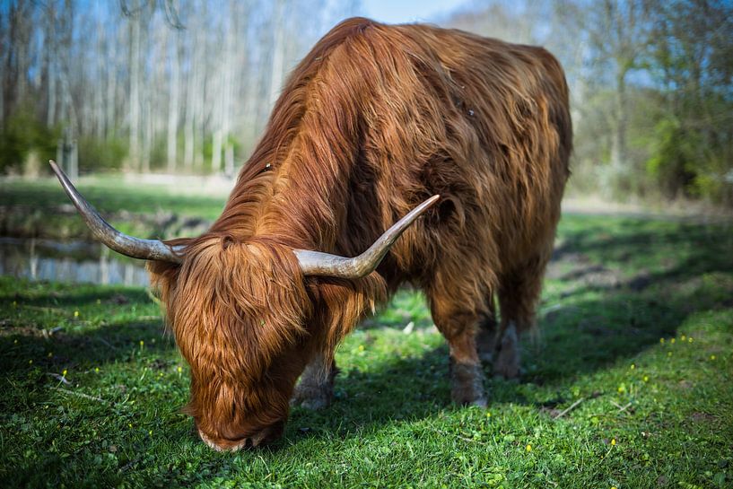 Highlander écossais par MvdbPhotography