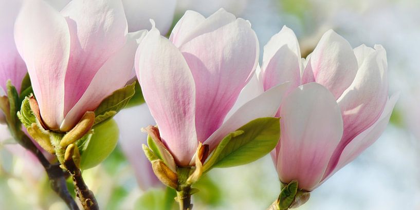 Magnolia par Violetta Honkisz