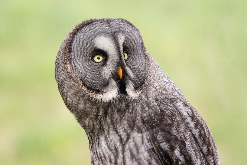 close-up van een laplanduil. van Janny Beimers