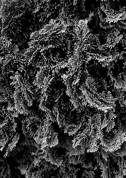 Conifeer in zwart-wit par Anne van de Beek