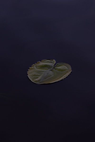 A single water lily by Maarten Borsje