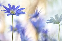 Blauwe anemoon, Anemone apennina