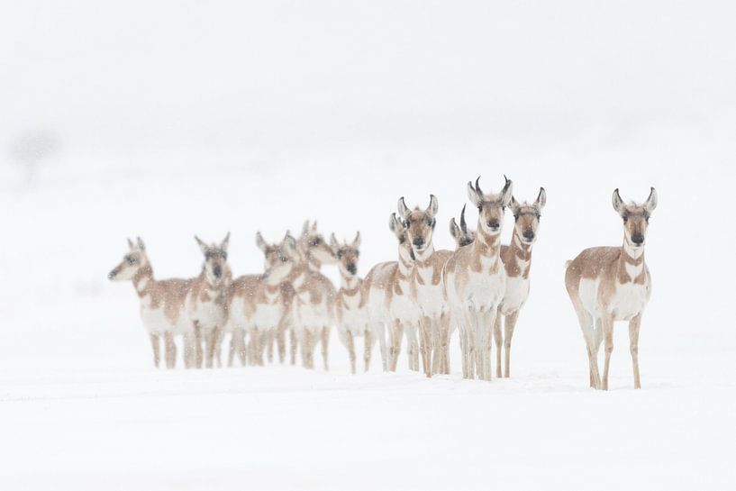 Pronghorns ( Antilocapra americana ) in winter, small herd, standing in a row, waiting, watching, Mo by wunderbare Erde