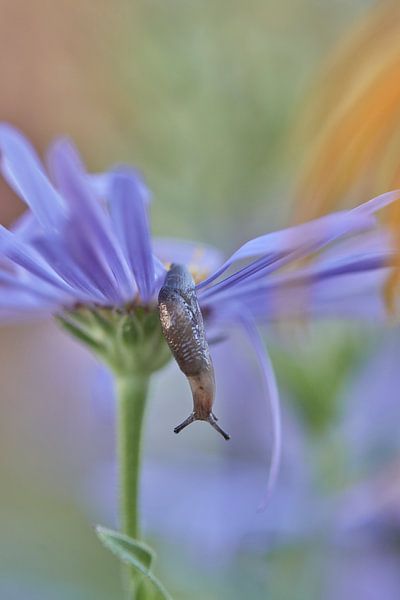 Schnecke in ihrer eigenen Umgebung von Monique Visser