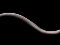 rug en billen in lowkey 