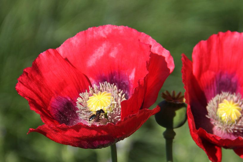 Die Biene von Cornelis (Cees) Cornelissen