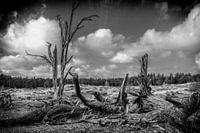dead trees in the moorland