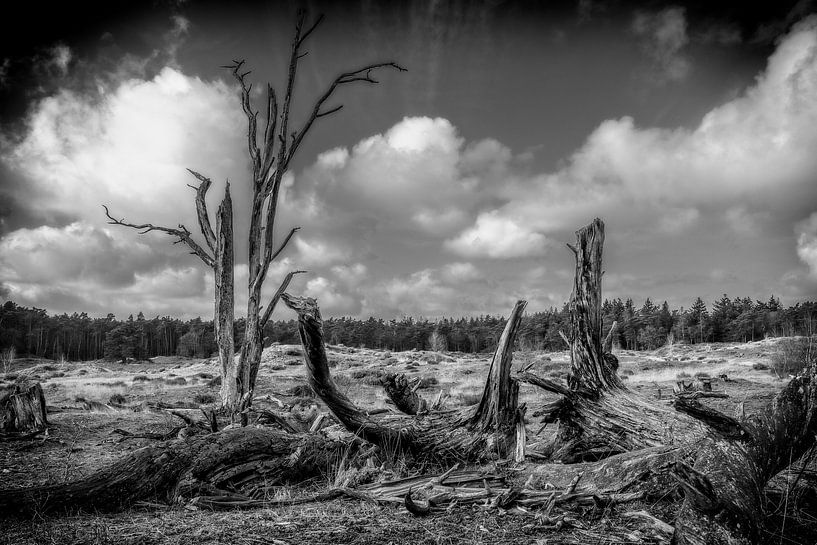 dead trees in the moorland by nol ploegmakers