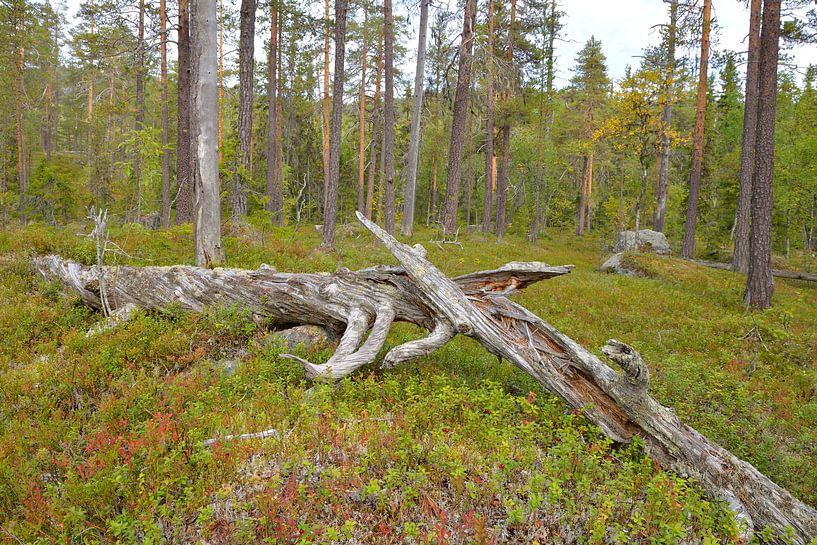 Nationalpark Björnlandet in Schweden von Karin Jähne