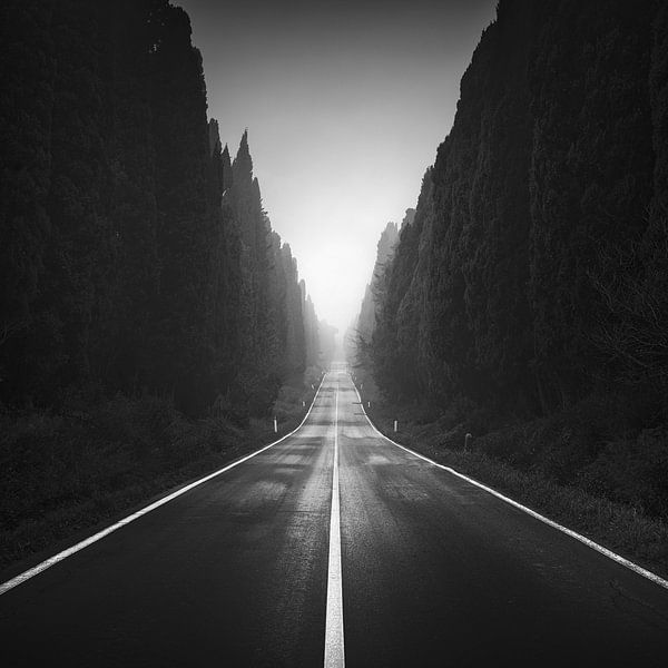 Viale di Bolgheri dans un matin brumeux par Stefano Orazzini