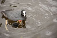 Meerkoet met kind in het water.