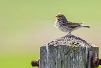 Singender Vogel auf Holzstange