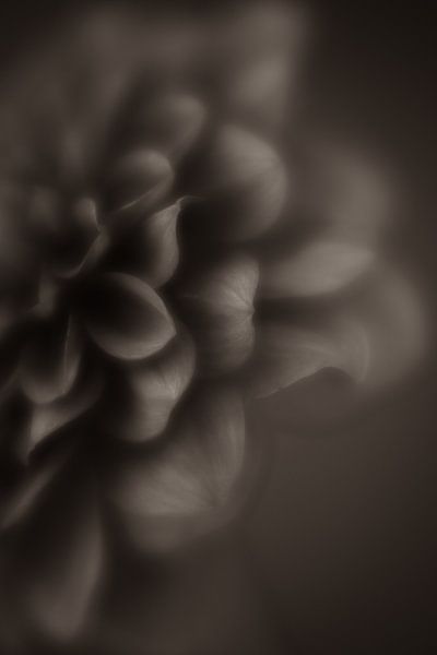 Chrysantheme schwarz/weiß vintage von Sylvia