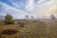 Morgennebel auf dem Moor