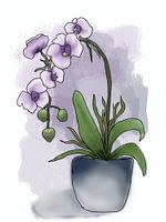 Topforchidee Illustration