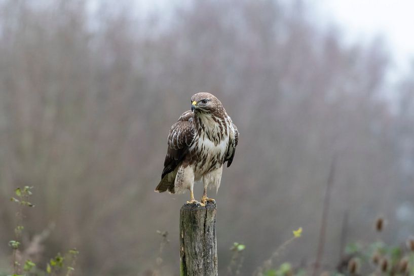 Buzzard par Merijn Loch
