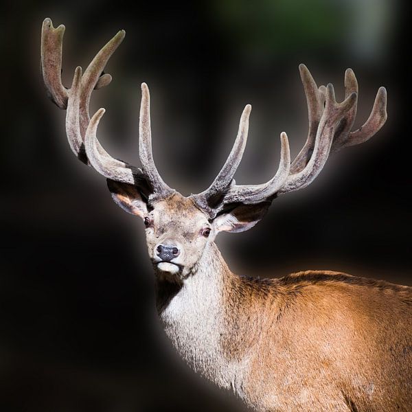 Cerfs avec bois par Fotografie Jeronimo