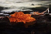 Orangenbaumblatt in Sonnenlicht getaucht