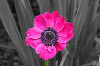 Flower in the summerrain 