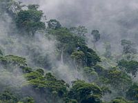 Brume dans les montagnes de la forêt tropicale atlantique