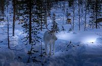 Reindeer in Finnish Lapland