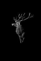 Red deer black & white| low-key