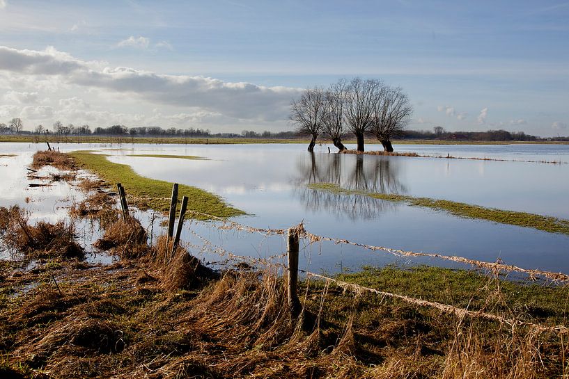 Bäume in der Flussaue von Toon de Vos