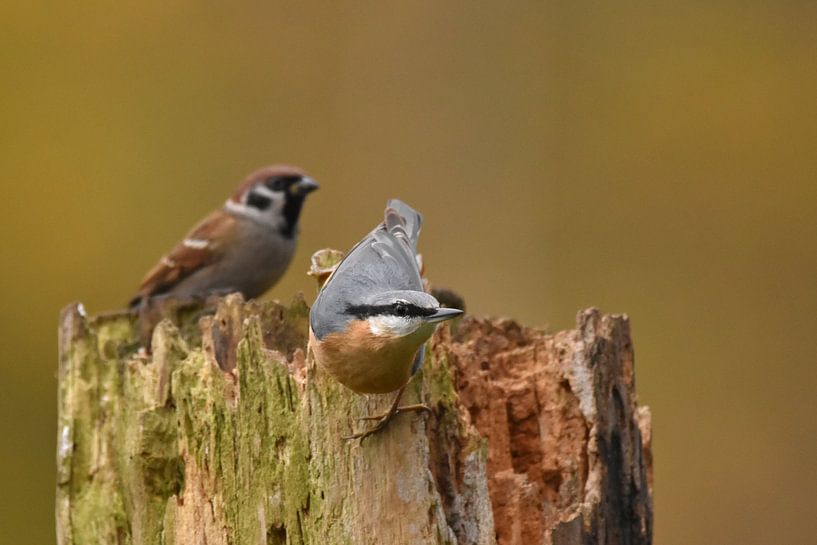 Boomklever en ringmus op boomstam by Sascha van Dam