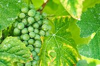 Grüne Weintrauben