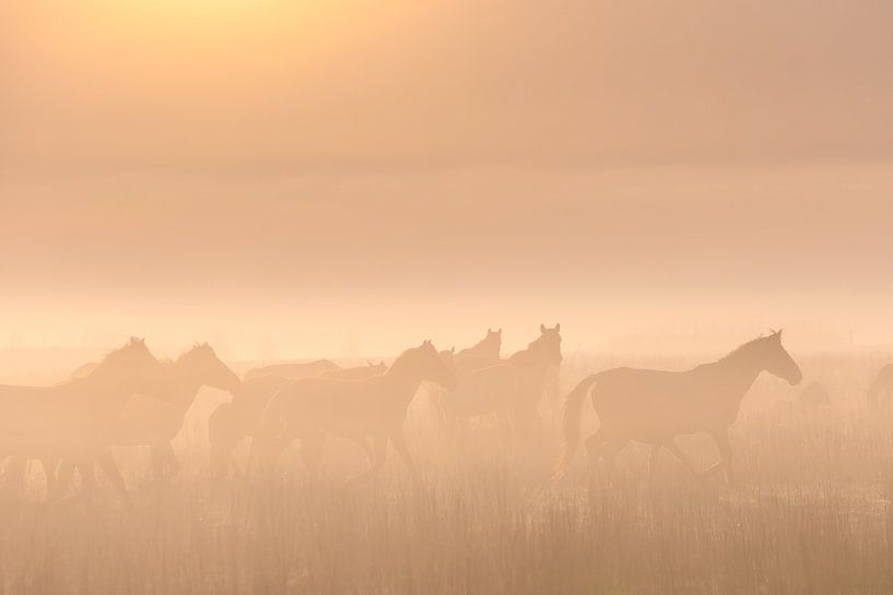 Konik horses in the fog on a beautiful foggy spring morning in the national park Lauwersmeer by Bas Meelker