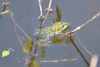 Grüner Frosch