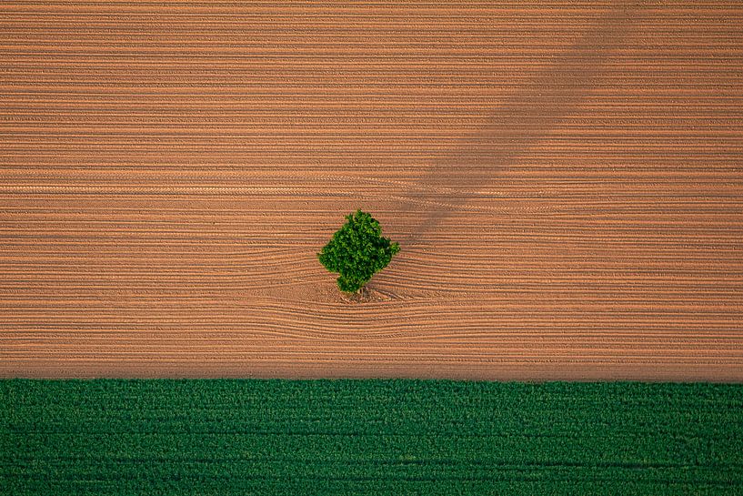 Landschaftsfeld mit Baum von Kas Maessen
