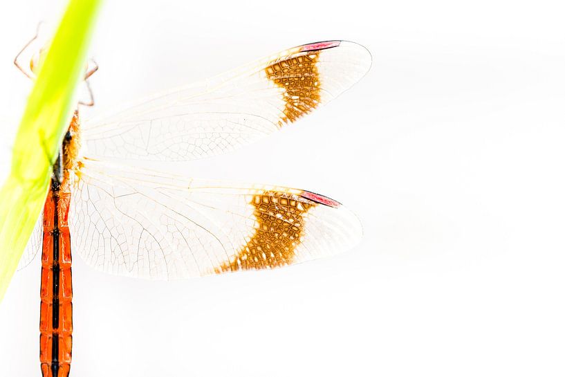 Flügel der Gebänderten Prachtlibelle von Danny Slijfer Natuurfotografie