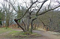 Vieux arbres noueux dans les montagnes du Harz