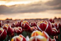 Tulpenmeer bei Sonnenuntergang - Nordostpolder in voller Blüte